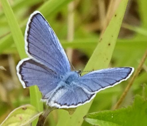 Réf. 210 605 : Plebejus sp.